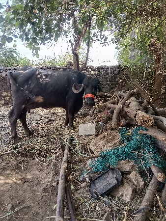 ભેંસ