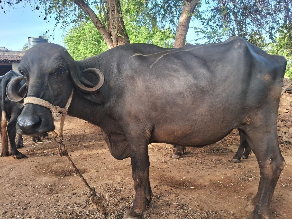 ખડેલી વેચવા ની છે.