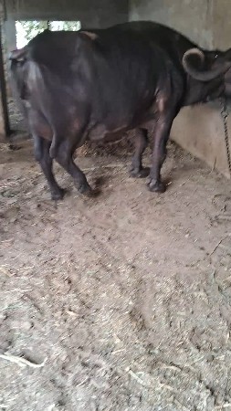 ભેસ વેસવાની સે