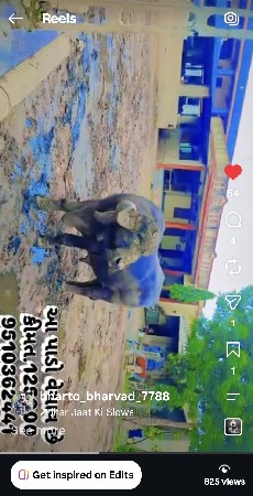pado