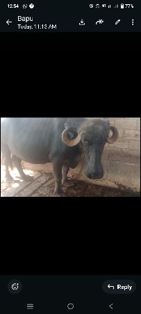 ભેસ‌ વેચવાની છે 2વેતર 20દિવસ