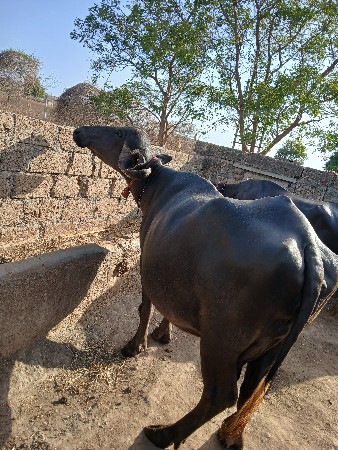 ભેંસ વેચવા ની છે