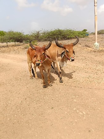 ગોદલા વેચવાના છે