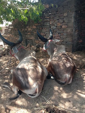 ગોધલાવેચવાનાછેગાડેધોમહાલેસાતી