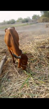 Gay vechavani se