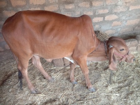 વાછડી વેચવાની છે