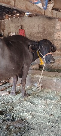 બીજું વેતર છે