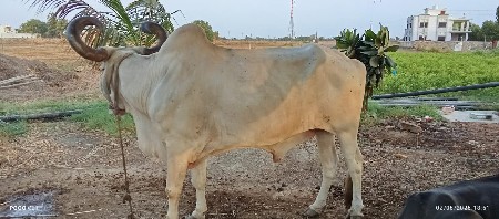 આ બળદ વેચવાનો છે 5મી ધરમાં છે