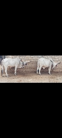 ગોઢલા વેચવાના છે