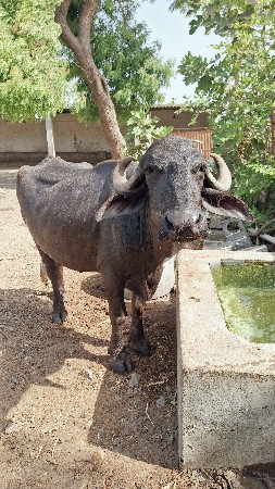 ભેંસ વેચવાની છે