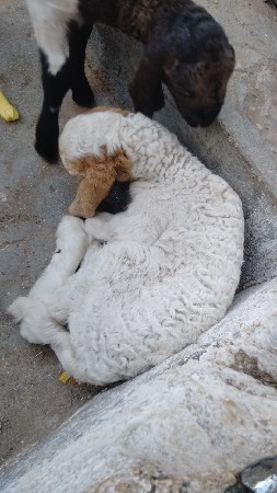 બે ઘેટાં વેચવાના છે