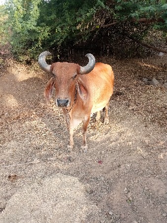 દેશી ગાય વેચવાની છે