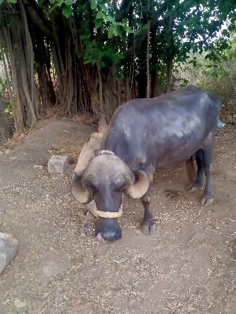 ભેંશ વેચવાની છે ...