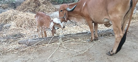 ગાય વેશવાનિહ દુધ વાશડિ ધાવતા 35