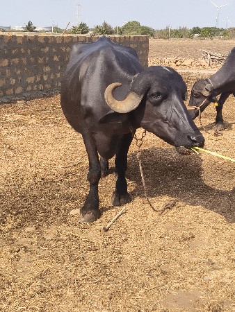 આ ભેંસ આપવાની છે