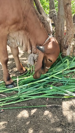 gir vasdi orijnl jatvan kabri l