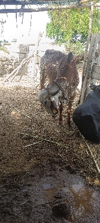ગીર ગાય વેચવાની છે
