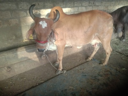 ગાય