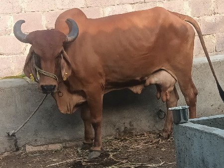 3 વેતર