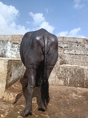 ભેંસ ત્રિજુ વેતર વિયાસે