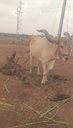બળદ વેચવાના છે