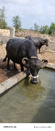 ભેંસ વેચવાની છે