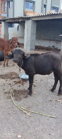 ઓરીજનલ જાફરાબાદી પાડો વેચવાનો છે