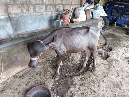 પાડો વેચવાનો છે.