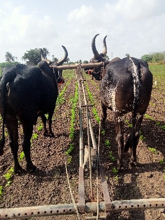 બળદ વેશવાના છે