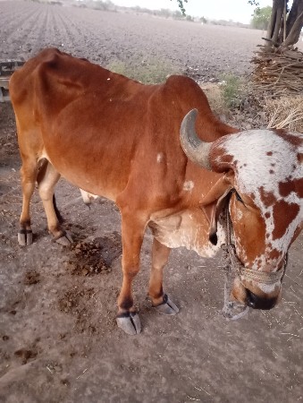 ગૉઢલા