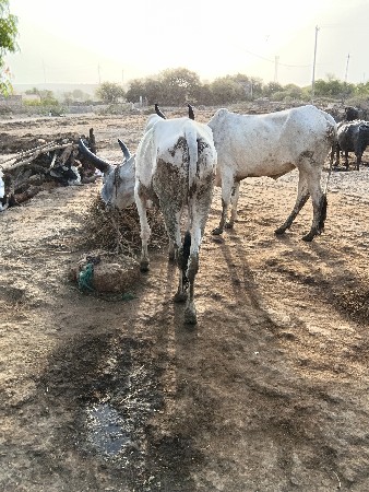 ગોધલા વેચવા ના છે