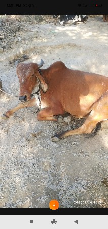 બે દેશી 1જરશી