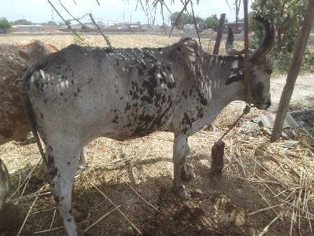 બળદ વેચવાનો છે.