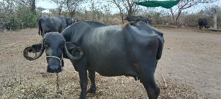 ભેંસ વેચવાની છે
