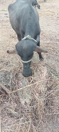 પેલા વેતર ની ખડેલી 7 મહિના નો ગાભ