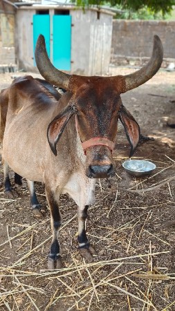 ગાય. વેસવાનીછે. 3. વેતર.