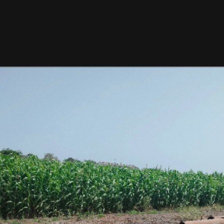 જાર લીલી દોઢ વીઘાણી અંદાજિત