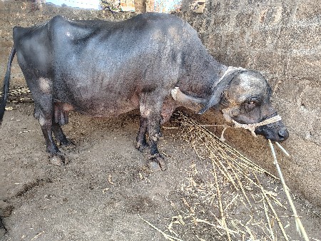 ભેંસ