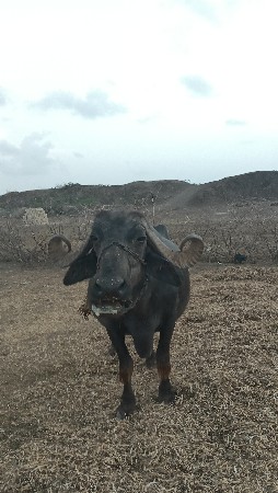 આ ભેંસ વેચવાની છે