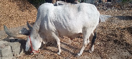 એક બળદ વેચવાનો છે
