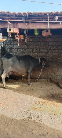 ભેશવેશવાનિછેશોથુવેતરછેપંદરદીની