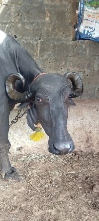 ભેંસ વેચવાની છે