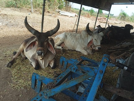 આ બળદ  હાટા કરવાના છે