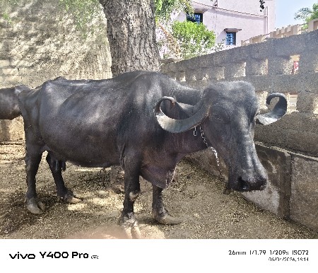 ભેશવેશવાનીછે.5મુવેતર