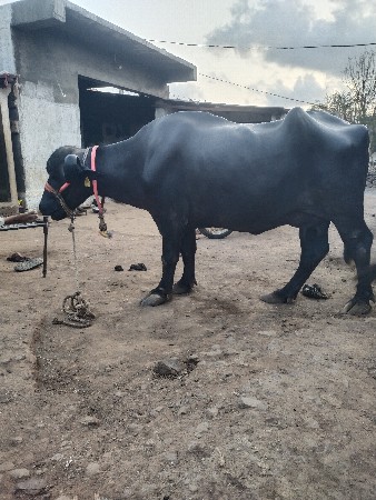 વિજય ભાઈ ૭૮૬૨૮૯૨૭૯૫