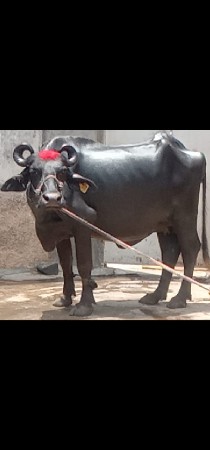 ભેંસ વેચવાનું છે 2 છે