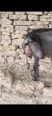 બે પાડી વેચવાની છે