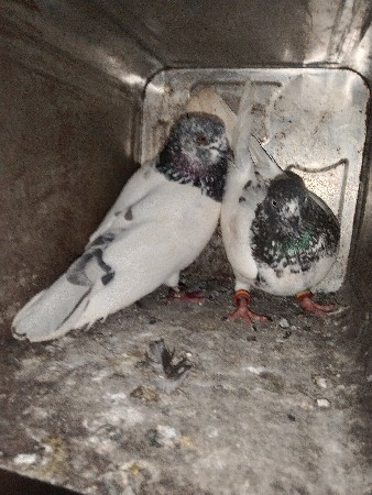 કબૂતર વેચવાના છે.