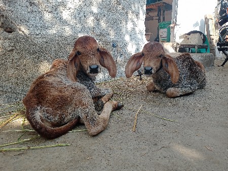 ગાય વેચવાની છે