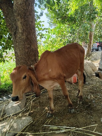 બળદ વેચવાના છે